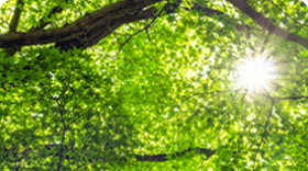 CO2フリー電気「ミライズカジノシークレットの入金不要ボーナスでんき（CO2フリーメニュー）」