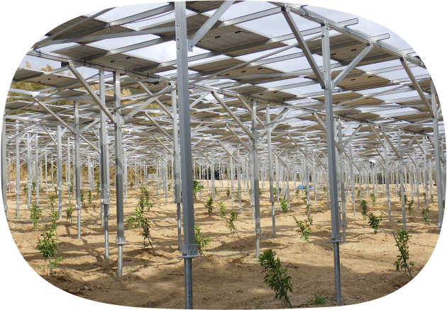 「レモン栽培」イメージ